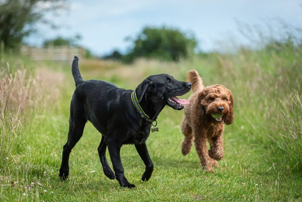 Two dogs playing together in a field