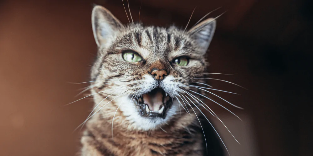 A picture of a tabby cat with green eyes excessively meowing at the camera