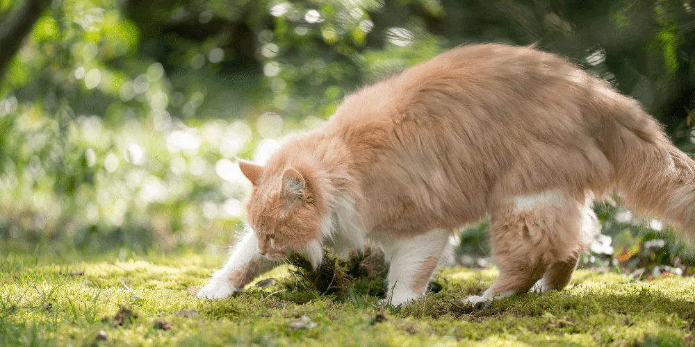A picture of a long haired ginger cat digging in the dirt