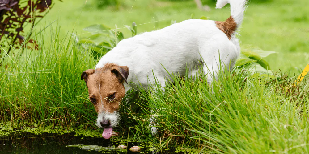 A picture of a Jack Russell Terrier going to drink from a pond