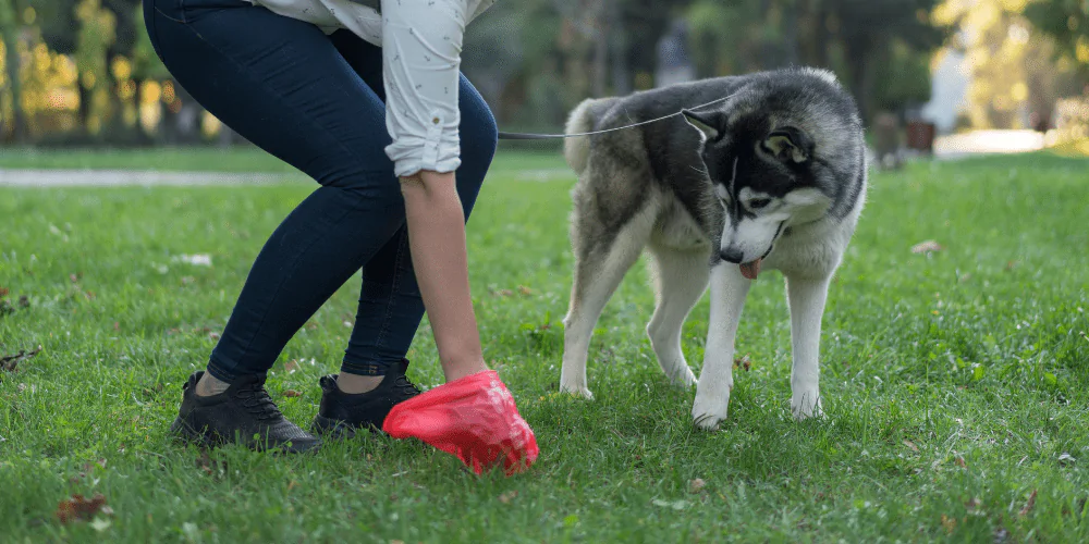 A picture of a woman picking up her Husky's poo