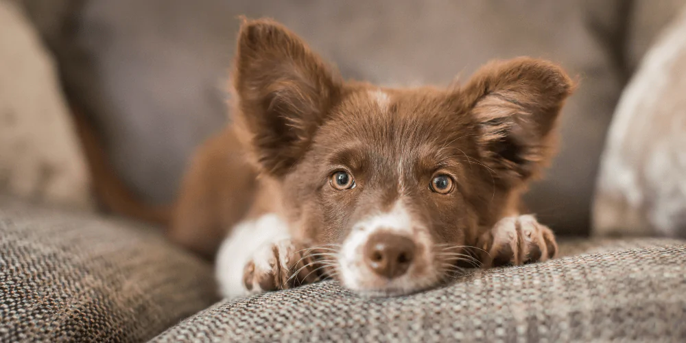 A picture of a Shepherd puppy lying down on a sofa staring into the camera