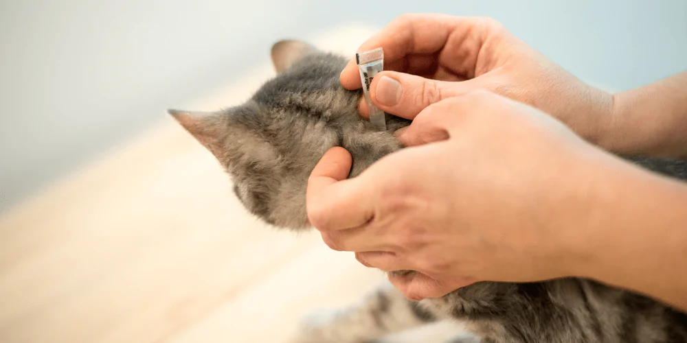 A picture of a short haired cat getting a worming spot on treatment from a vet