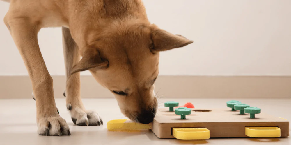 A picture of a dog licking a dog puzzle toy food game