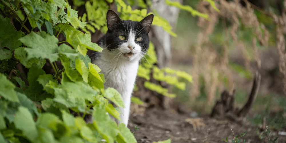 A picture of a tuxedo cat hiding in the bushes, vocalising