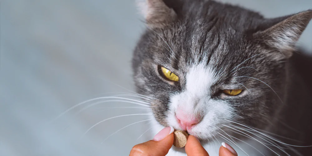 A picture of a grey cat with yellow eyes being given a worming tablet