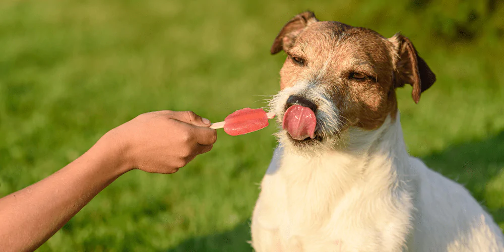 A picture of a Jack Russell terrier licking an ice lolly