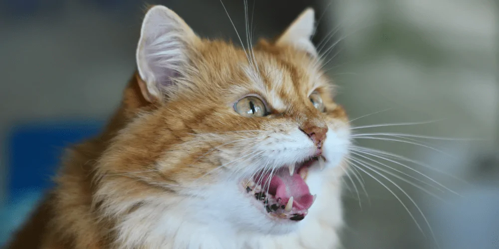 A picture of a long haired ginger cat meowing