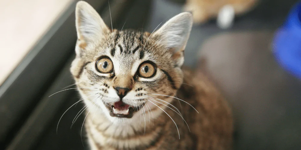 A picture of a tabby cat with brown eyes meowing at the camera