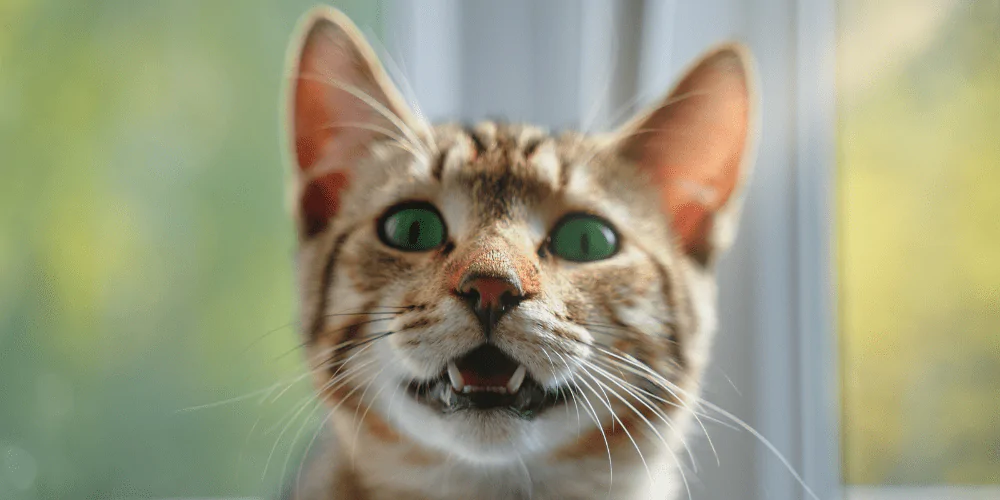 A picture of a ginger cat with green eyes meowing at the camera
