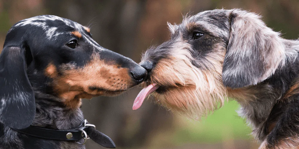 A picture of a wire haired Dachshund licking a smooth haired Dachshund