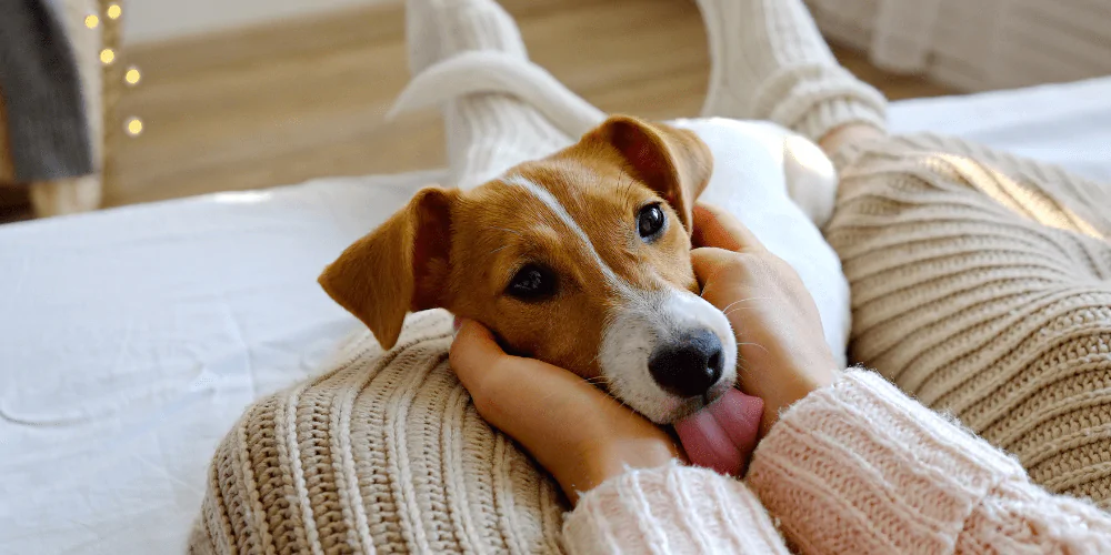 A picture of a Jack Russell Terrier licking their owner's hands