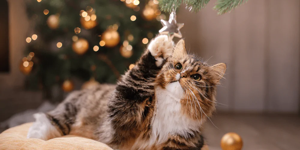 A picture of a long haired cat playing with a star ornament dangling from a Christmas tree