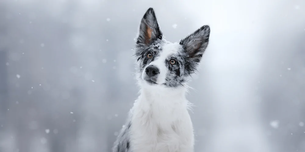 A picture of a Border Collie in snowy weather