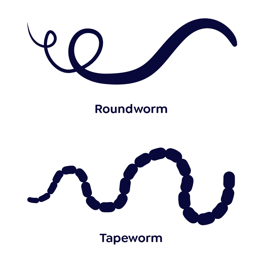 A picture of the types of worms a cat can get