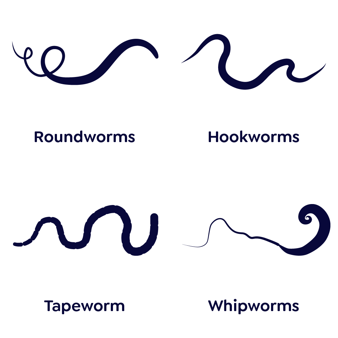 A picture of the different types of worms a dog can get
