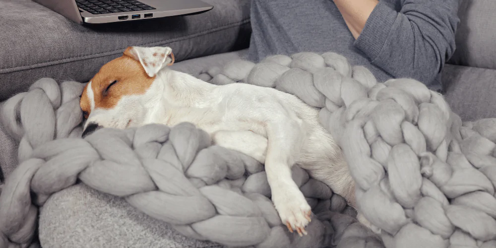 A picture of a Jack Russell Terrier snuggled under a giant knit blanker