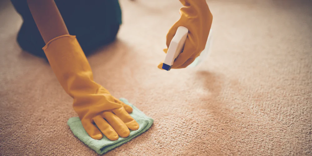 A picture of a cat owner cleaning up urine marking on the carpet