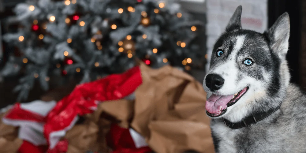 A picture of a Husky sat in front of Christmas wrapping paper from opened gifts