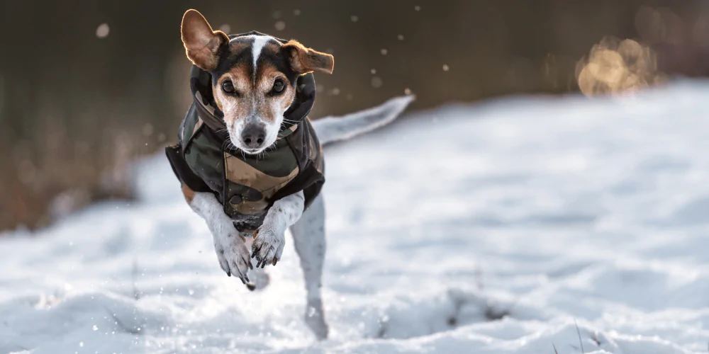 A picture of a Jack Russell Terrier wearing an insulated dog coat, running in the snow