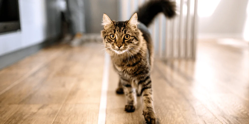 A picture of a tabby cat waking along the floor