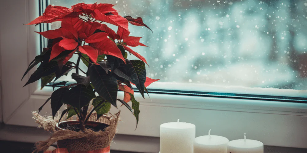 A picture of a poinsettia on a windowsill