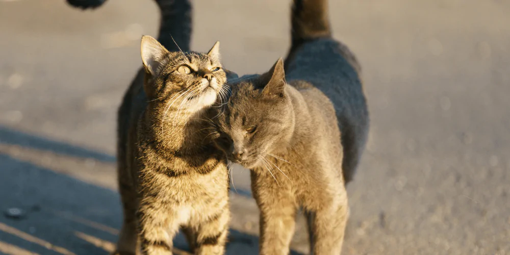 A picture of two cats scent marking by rubbing each other