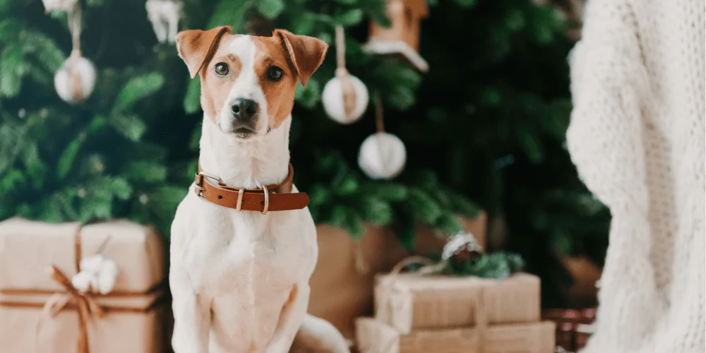A picture of a Jack Russell Terrier sat in front of a Christmas tree and presents