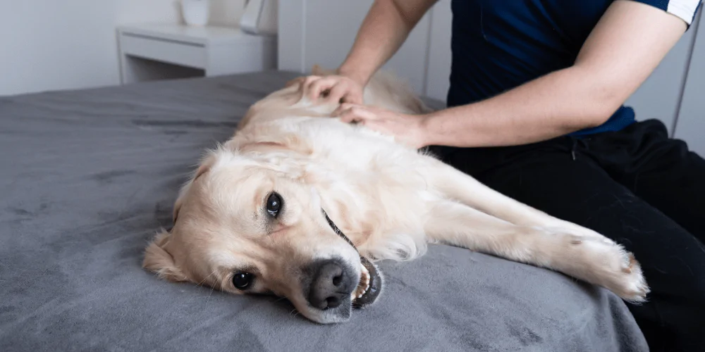 A picture of a Retriever having their belly checked by their owner