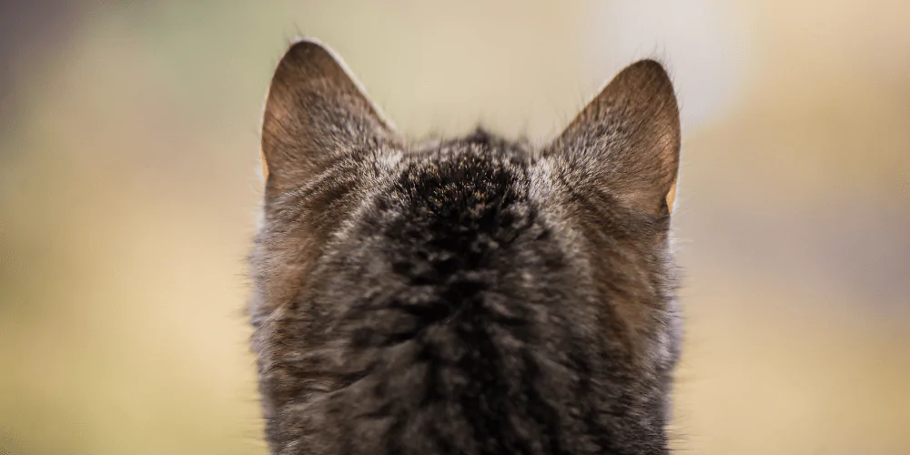A picture of the back of a tabby cat's head and ears