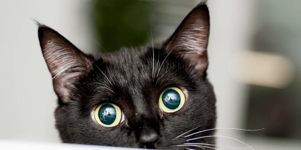 A picture of a black cat with green eyes staring into the camera