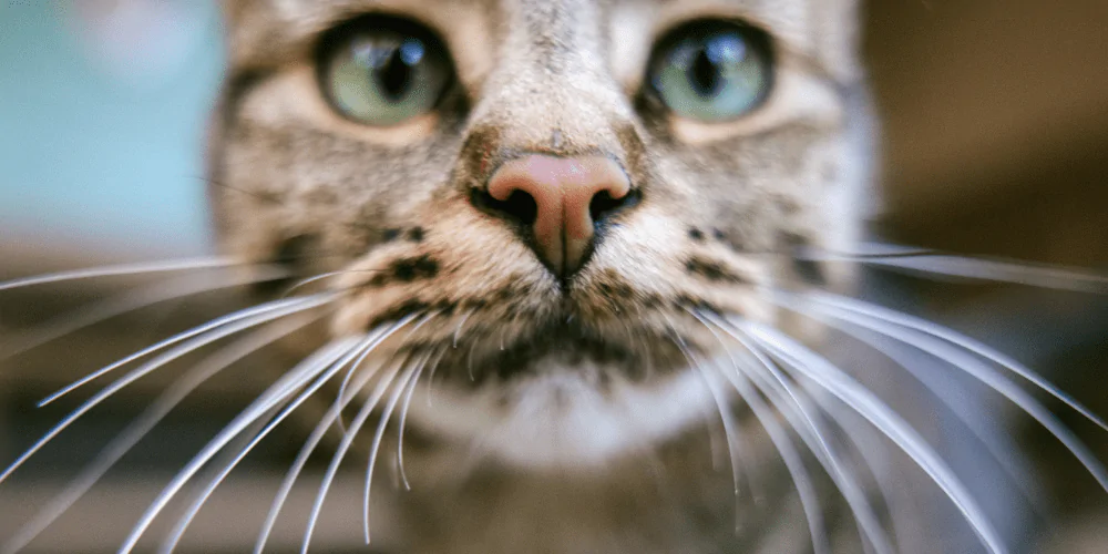 A close up picture of a tabby cat's whiskers