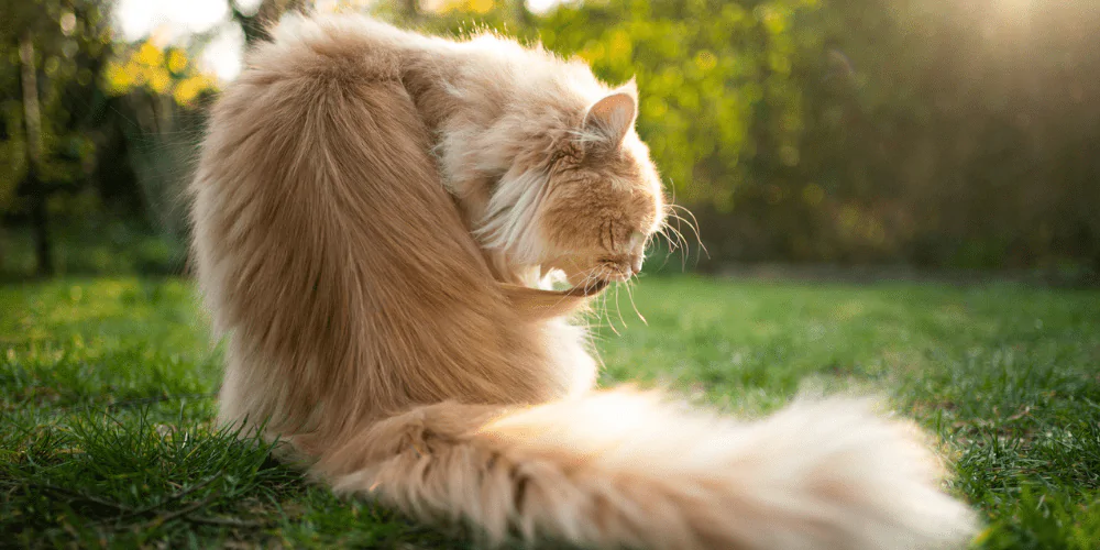 A picture of a long haired ginger cat in the garden grooming the fur on their back