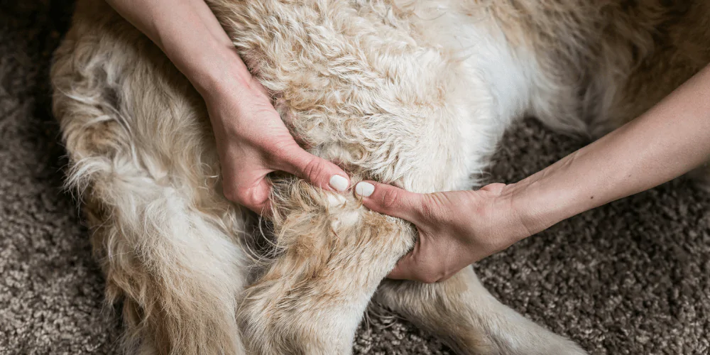 A picture of a Retriever having their thighs checked by their owner