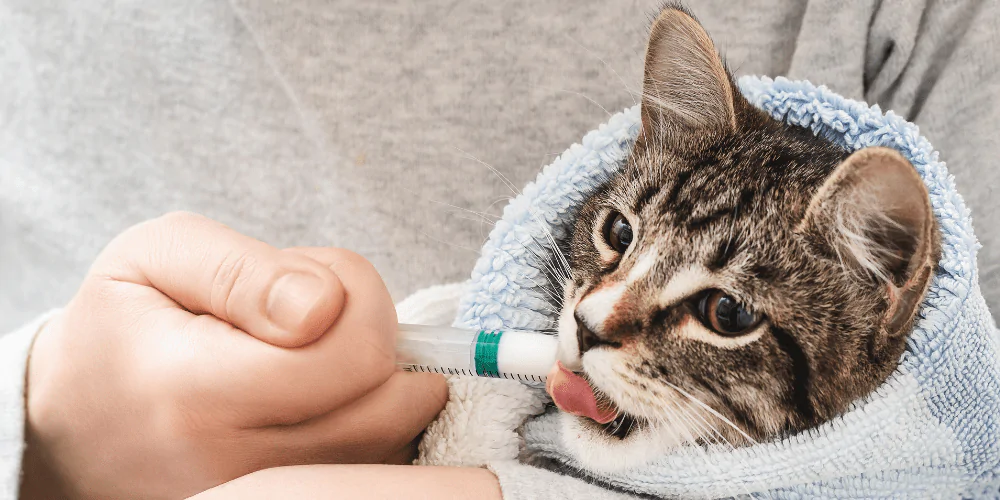 A picture of a tabby cat wrapped in a towel being given their medicine through a syringe