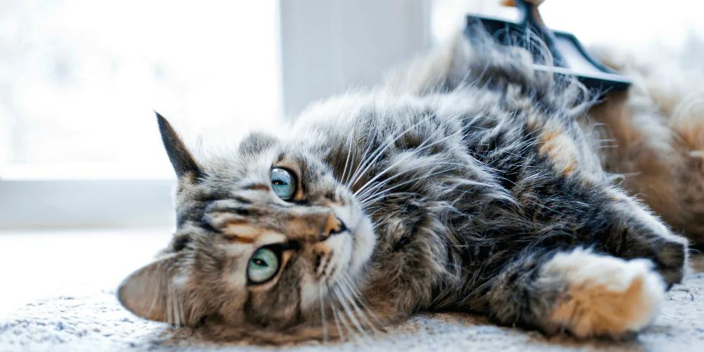 A picture of a long haired tabby cat being groomed with a brush while lying on the floor