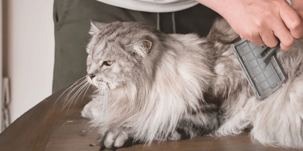 A picture of a long haired silver cat being groomed with a brush by their owner