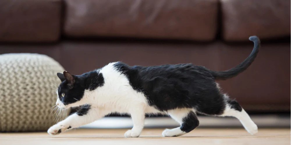 A picture of a black and white cat stalking along the living room floor