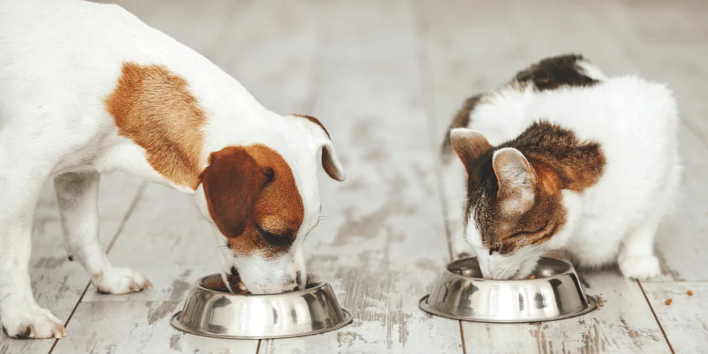 A picture of a Beagle and a Calico cat eating food from their bowls
