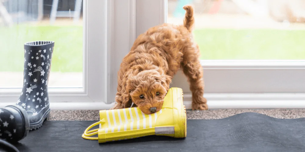 A picture of a Cockapoo puppy chewing a yellow stripe wellington boot