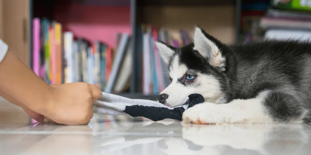 A picture of a husky puppy playing tug with a sock