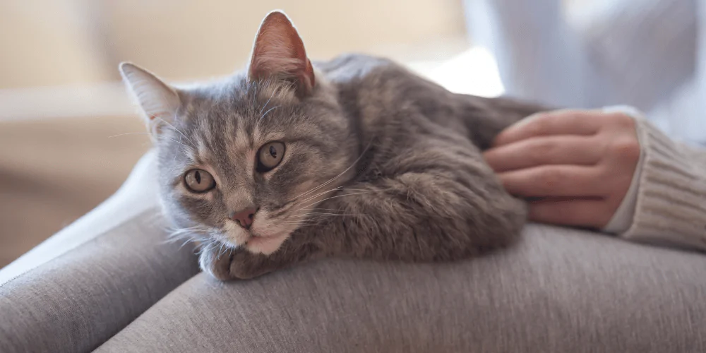 A picture of a grey tabby cat lying relaxed on their owner's lap