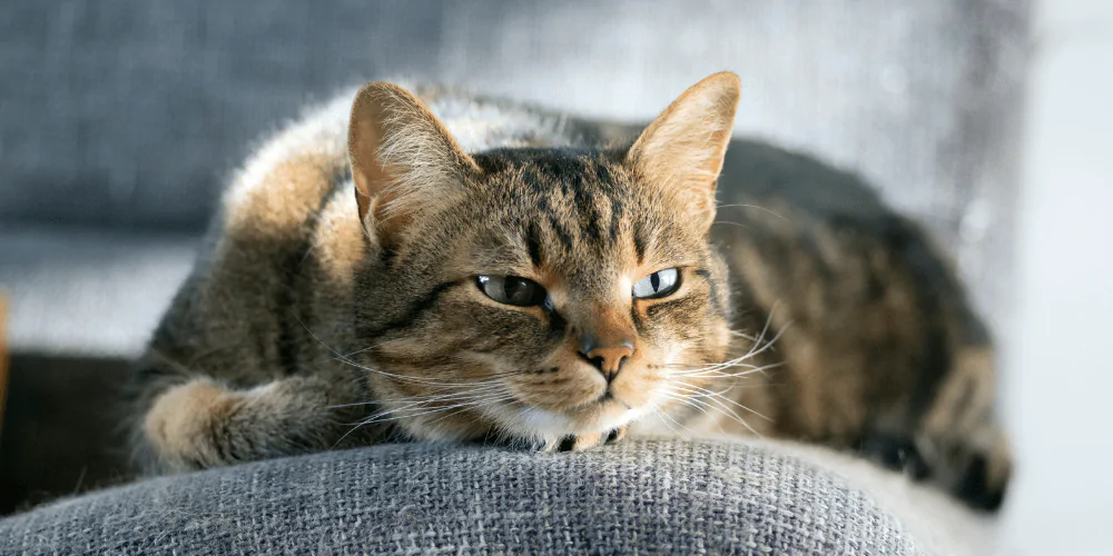 A picture of a tabby cat lying with their eyes half closed on a sofa