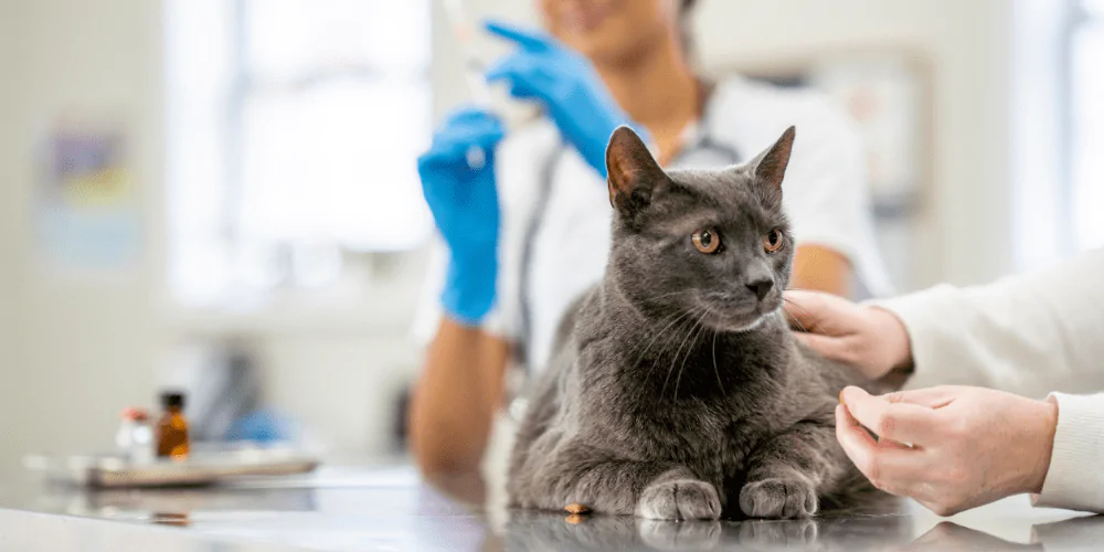 A picture of a grey cat getting medicine at the vet