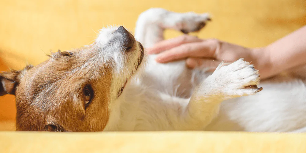 A picture of a Jack Russell Terrier having their belly rubbed by their owner
