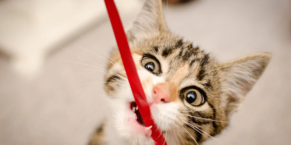 A picture of a tabby kitten biting a red ribbon