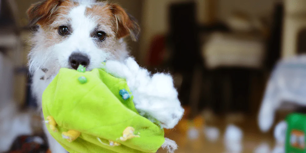A picture of a JRT puppy ripping a green toy to shreds