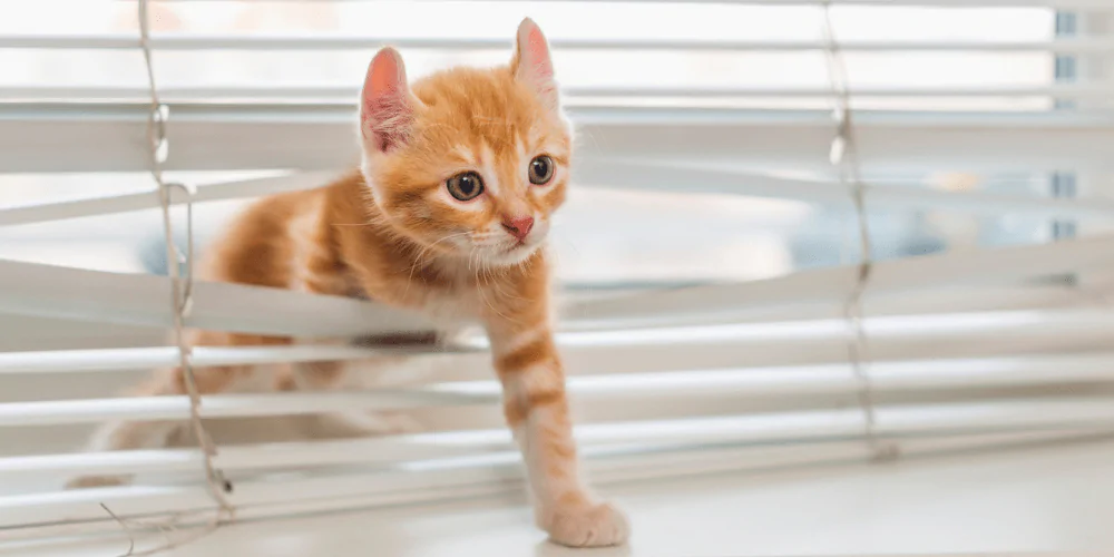 A picture of a ginger kitten climbing through window blinds