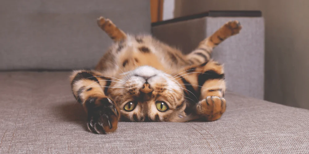 A picture of a Bengal cat, lying on a sofa, presenting