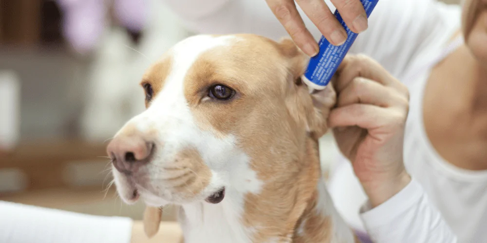 A picture of a mixed breed dog getting ear medicine